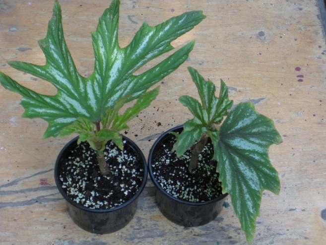 Begonia Аconitifolia.jpg