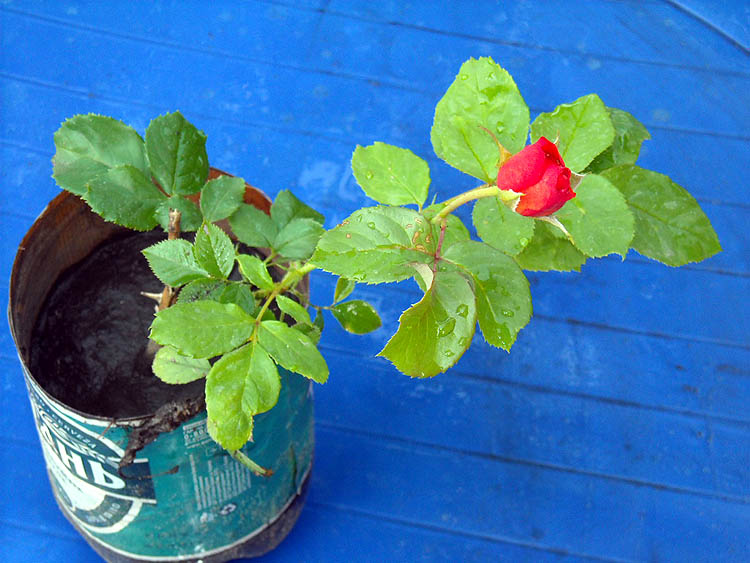 DSCN1993 copy.jpg