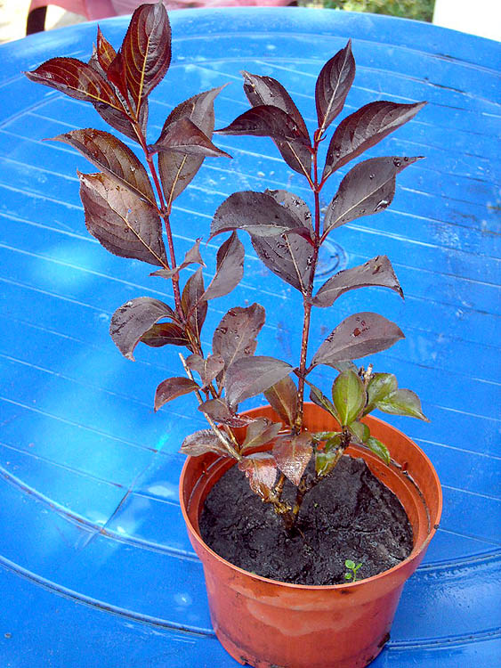 DSCN1999 copy.jpg