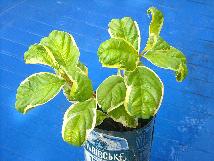 DSCN2003 copy.jpg