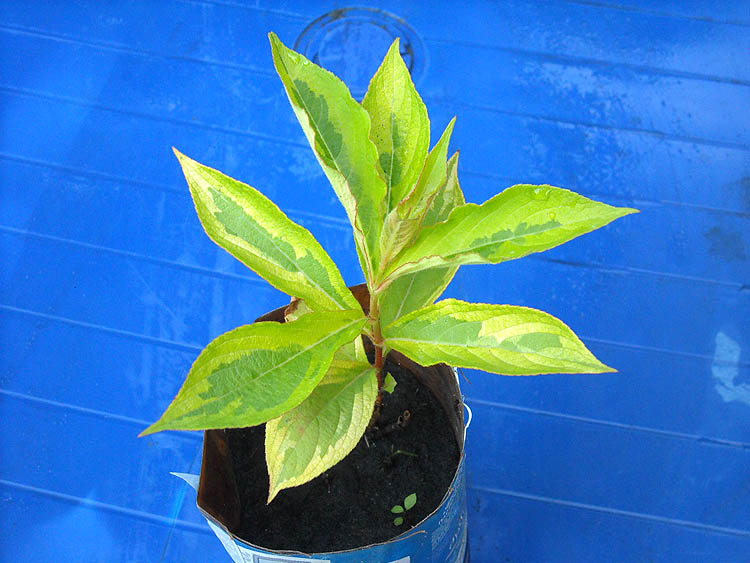 DSCN2005 copy.jpg
