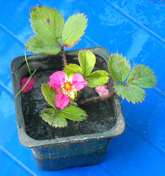 DSCN2007 copy.jpg