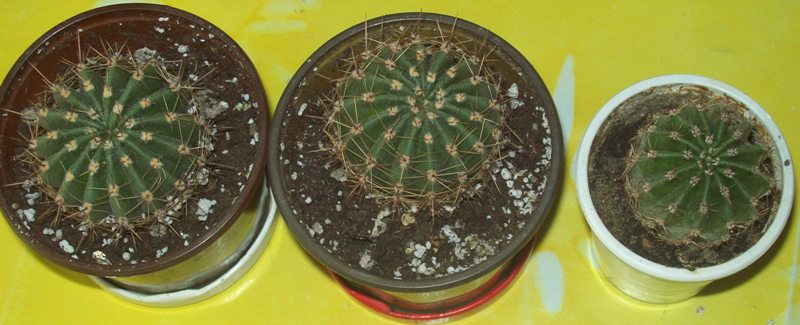 100_1062.JPG