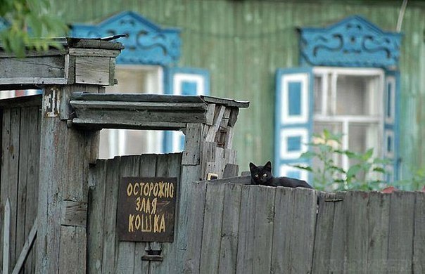 кошка.jpg