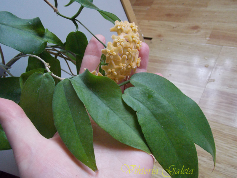DSCN6858.jpg