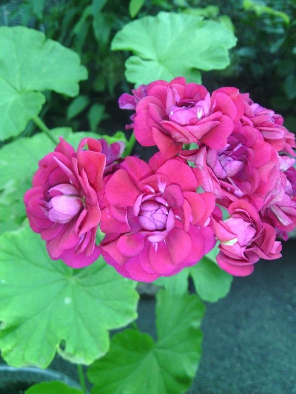 IMG_20150728_200912.jpg