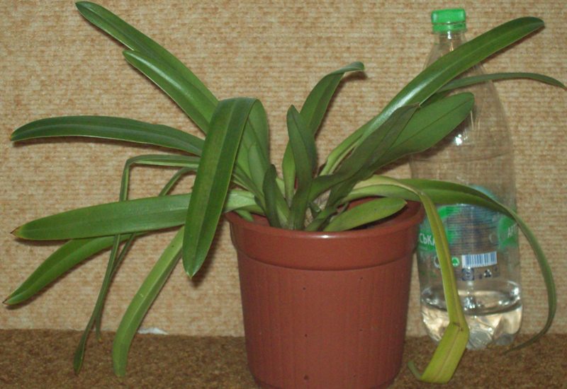 100_1091.JPG