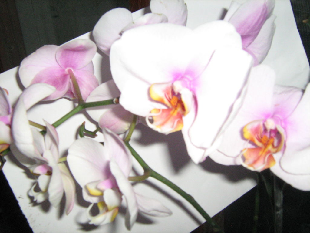 phalaenopsis Hague.jpg