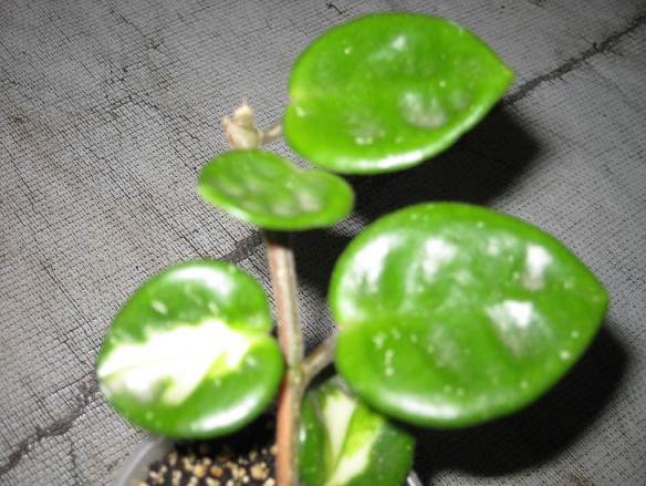 carnosa cv. Krinkel-8 variegata.jpg