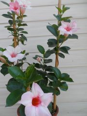 image (15).jpg