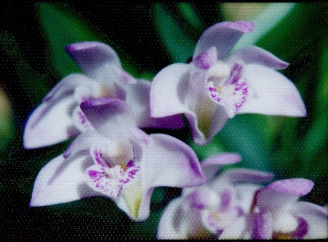 Dendrobioum_kingianum_.jpg