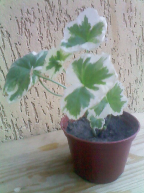 IMG00314.jpg