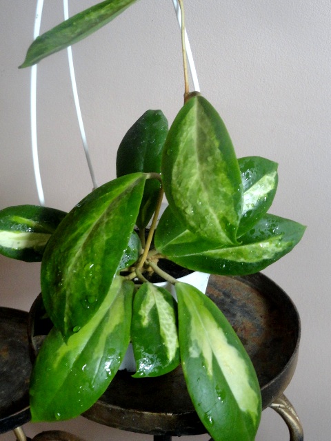 DSC00105.JPG