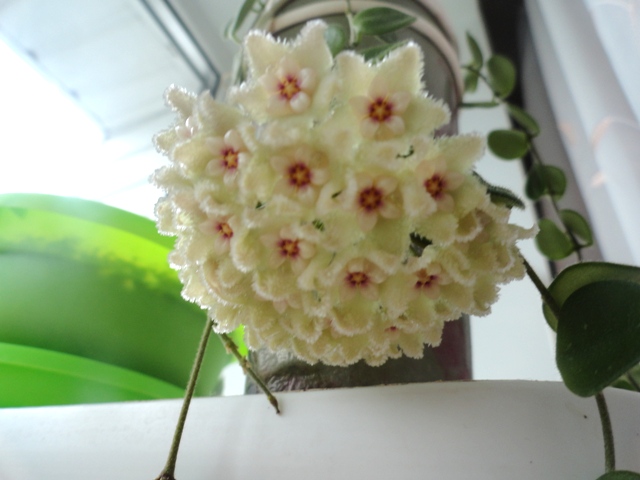 DSC01817.JPG