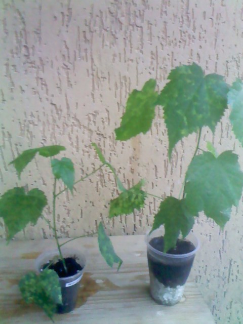 IMG00315.jpg