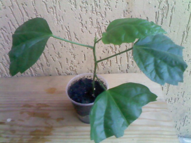 IMG00311.jpg