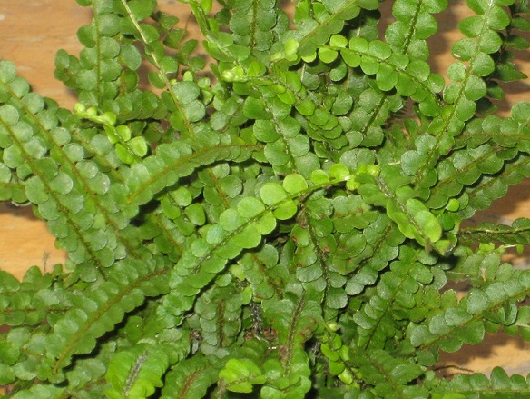 Nephrolepis cordifolia 'Duffy'_.jpg