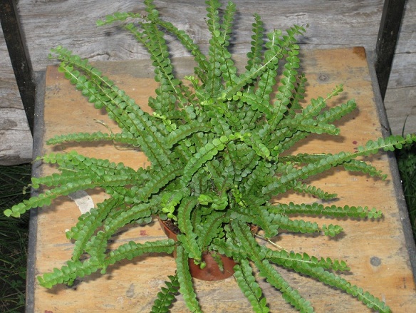 Nephrolepis cordifolia 'Duffy'.jpg