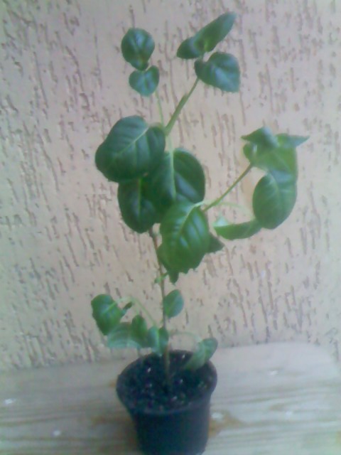 IMG00317.jpg