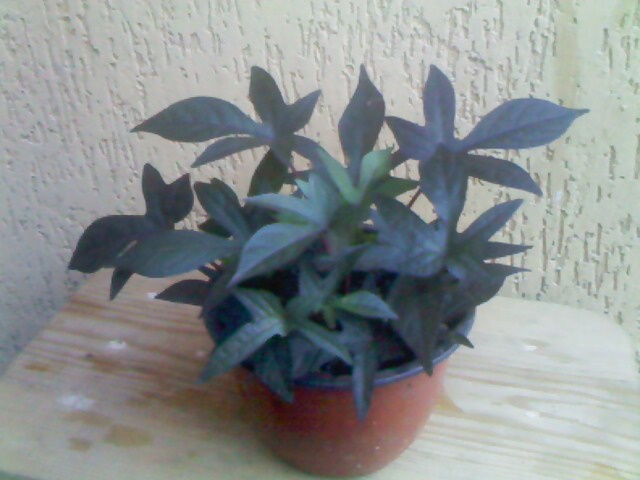 IMG00316.jpg