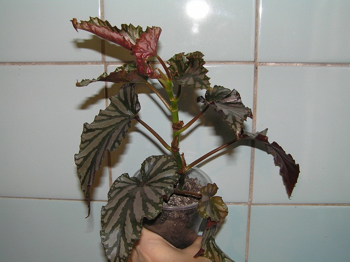 Бегония 55 грн.JPG