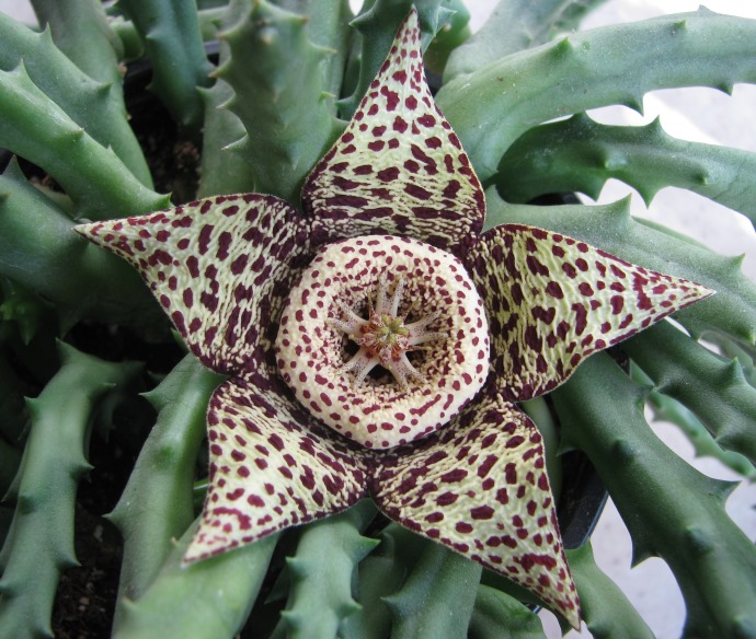 stapelia variegata.JPG