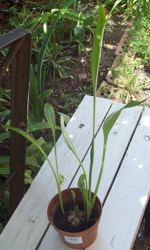 100_1118.JPG