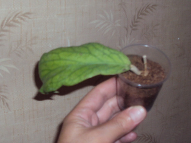 DSC00172.JPG