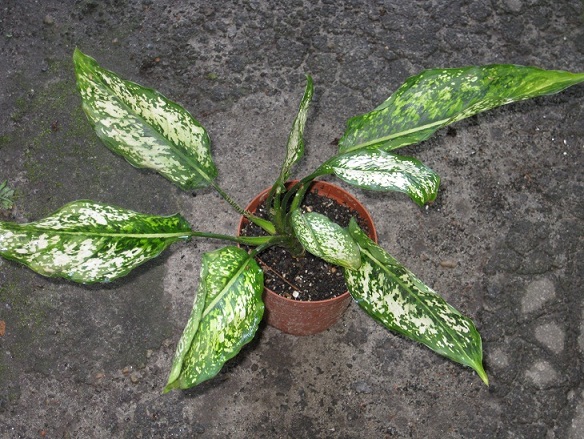 Aglaonema SP 1.jpg