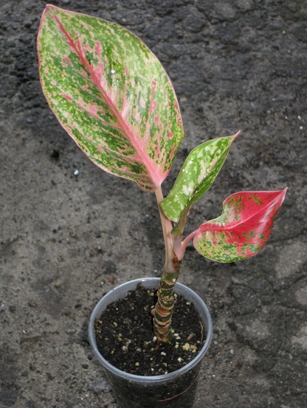 Aglaonema SP 2.jpg