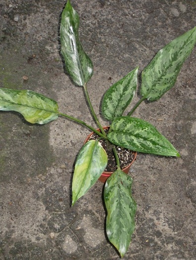 Aglaonema SP 3.jpg