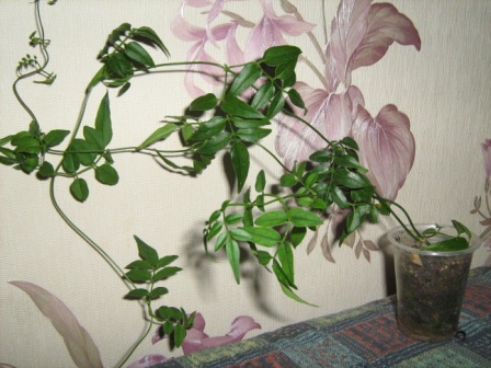 IMG_2869.jpg