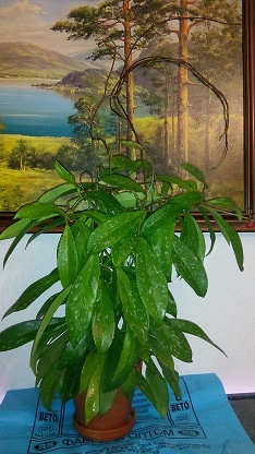 Hoya Gracilis.jpg