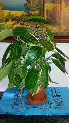 Hoya Macrophylla variegated.jpg