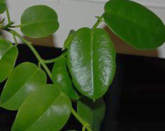 Hoya Monette.jpg