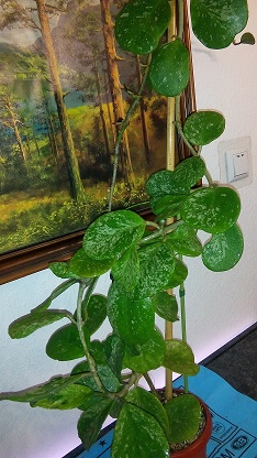 Hoya Obovata splash.jpg