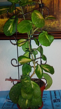 Hoya obovata variegata.jpg