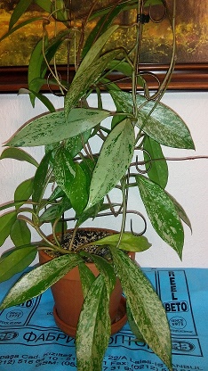 Hoya Pubicalyx Silver Pink.jpg