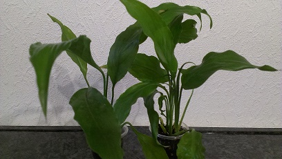 IMAG0471.jpg