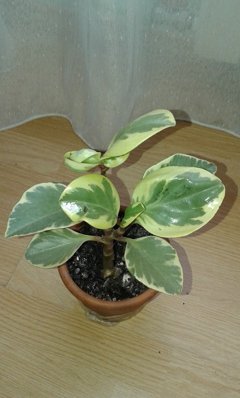 20150508_115939.jpg