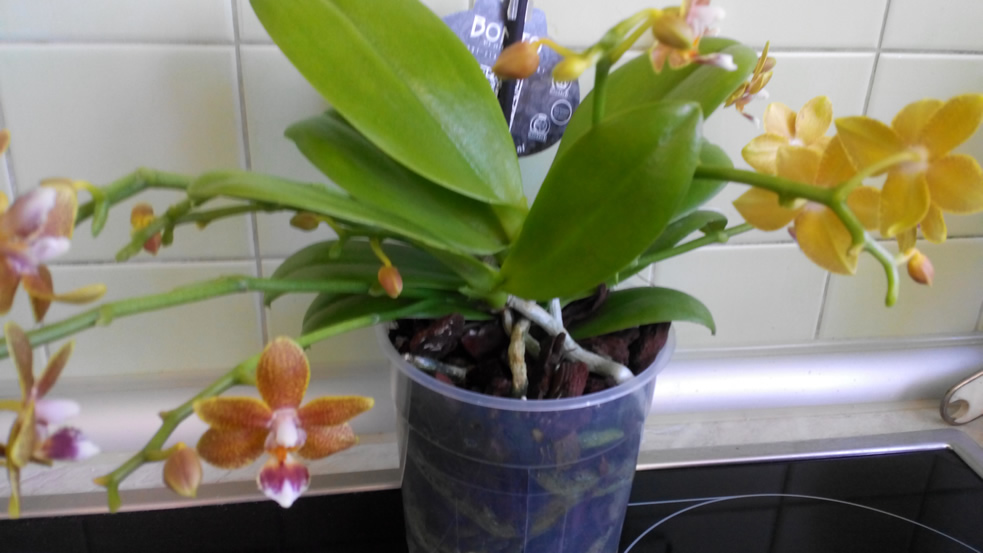 20150807143519q.jpg