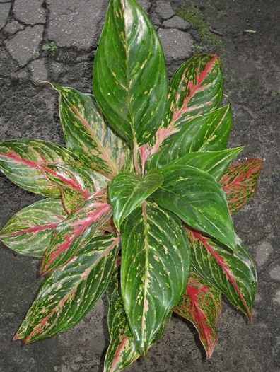 Aglaonema SP.jpg
