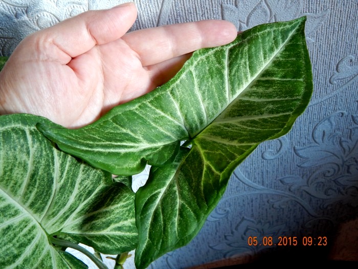 DSCN4597.JPG