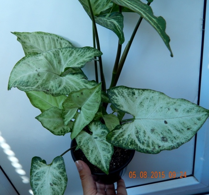 DSCN4600.JPG