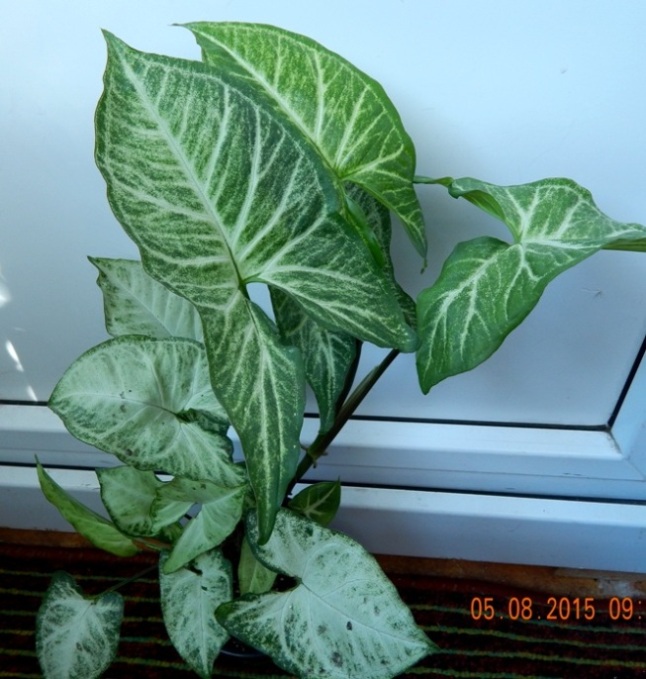 DSCN4602.JPG