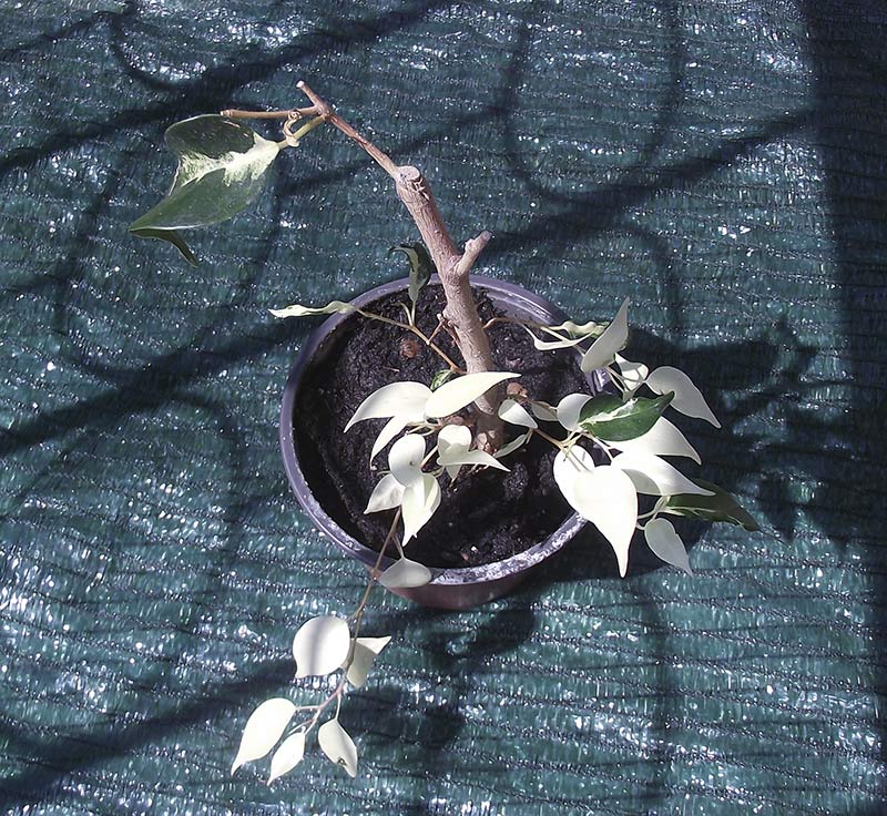 фикус-курли.jpg