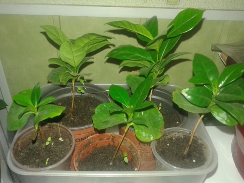 20150731_075753.jpg
