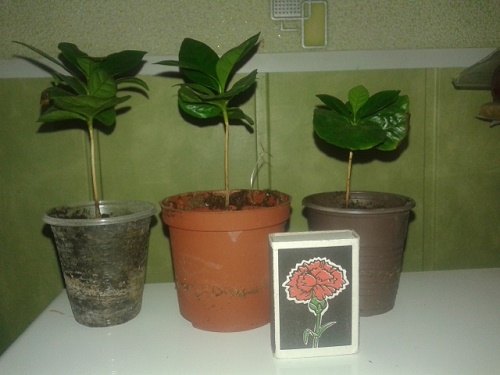 20150731_075854.jpg