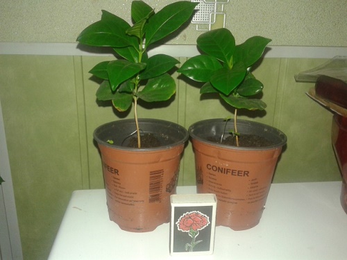 20150731_075941.jpg