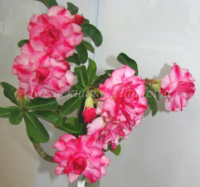 Triple Pink.JPG